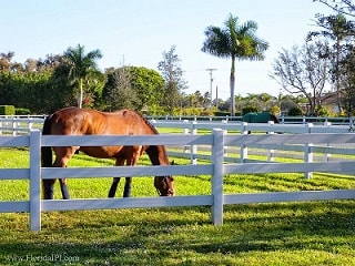 horse grazing behind white fence