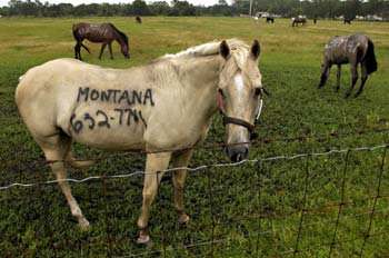 horse with phone number painted on its side