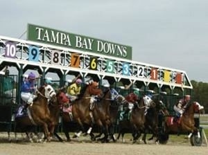 starting gate with horses ready to race at Tampa Bay Downs