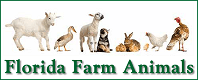 Florida farm animals for sale