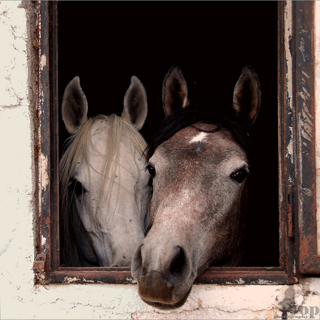 two horses looking out barn window